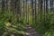 Springtime forest in the Lozen mountain with pine tree and bush, Pancharevo