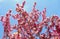 Springtime Fruit Tree Blossoms in Alberta Canada