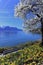 Springtime at Geneva or Leman lake, Montreux, Switzerland