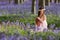 Springtime girl in bluebells forest