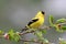 Springtime Goldfinch