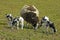 In springtime grazing Dutch lambs and mother sheep