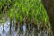 Springtime green and fresh reed, Phragmites communis or rush and tree with reflection on a beauty lake in South park