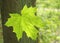 Springtime, green maple leaf in front of a tree trunk