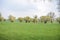 springtime green trees, swampland ThÃ¼rer Wiesen