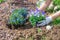 Springtime home gardening, planting flowers in soil