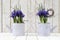 Springtime, iris potted flowers in watering can on wooden white