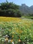 Springtime Kirstenbosch Gardens Western Cape SA