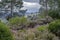 Springtime landscape with blooming Spanish heath