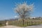 Springtime landscape in prosecco vineyard hills