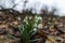 Springtime landscape snowdrops flowers ,view from the hill