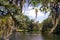 Springtime landscape with trees, Spanish moss and pond