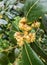 Springtime Laurel flowers blooming after rain