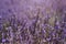 Springtime lavender field close up