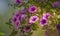 Springtime lavender pink trailing petunias in full bloom.