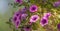 Springtime lavender pink trailing petunias in full bloom.