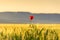 Springtime. Lone poppy over wheat field at dawn. Apulia (Italy).