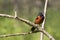 Springtime Male Orchard Oriole bird perched on a branch