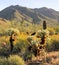 Springtime Morning Scene in the Sonoran Desert