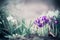 Springtime nature background with pretty crocuses