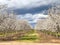 Springtime Orchards Landscape in Modesto a California