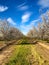 Springtime Orchards Landscape in Modesto California