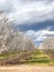 Springtime Orchards Landscape in Modesto California