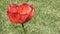 Springtime oriental poppy in spring against simple background