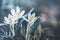 Springtime outdoor nature with lovely pale crocuses flowers.