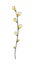 Springtime outlined hand drawn simpe childlike doodles willow branch