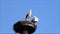 Springtime, pair storks, nest, summer, space, blue sky