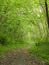 Springtime. Path in the woods