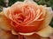 Springtime peach rose flower close up in bloom at Queen Elizabeth Park