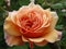 Springtime peach rose flower close up in bloom at Queen Elizabeth Park