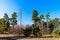 Springtime pine forest in Russia. Scenic view.