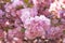 springtime. pink japanese cherry flower on blooming spring tree