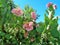 Springtime Pink Manzanita Arctostaphylos Pringlei Blossoms