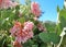 Springtime Pink Manzanita Arctostaphylos Pringlei Blossoms B