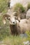 Springtime plants for bighorn ram