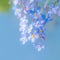 Springtime poetry Forget me not flowers blossom, creating a stunning macro composition