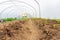 springtime polytunnel with new salad crop planted and growing organically