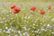 Springtime. Poppies in a field of blue flowers. Apulia, Italy.