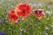 Springtime. Poppies in a field of blue flowers. Apulia,Italy.