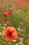 Springtime. Poppies in a field with chamomile flowers, Italy Apulia.