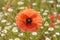 Springtime. Poppies in a field with chamomile flowers, Italy Apulia.