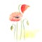 Springtime Poppy Flower Background