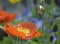 Springtime Poppy Flower and Bud in Sunshine