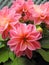 Springtime potted pink dahlias in bloom