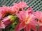 Springtime potted pink dahlias in bloom