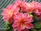 Springtime potted pink dahlias in bloom